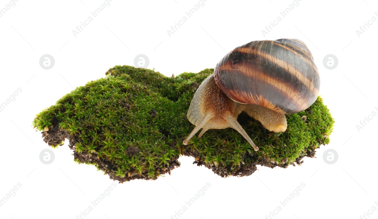 Photo of Common garden snail crawling on green moss against white background