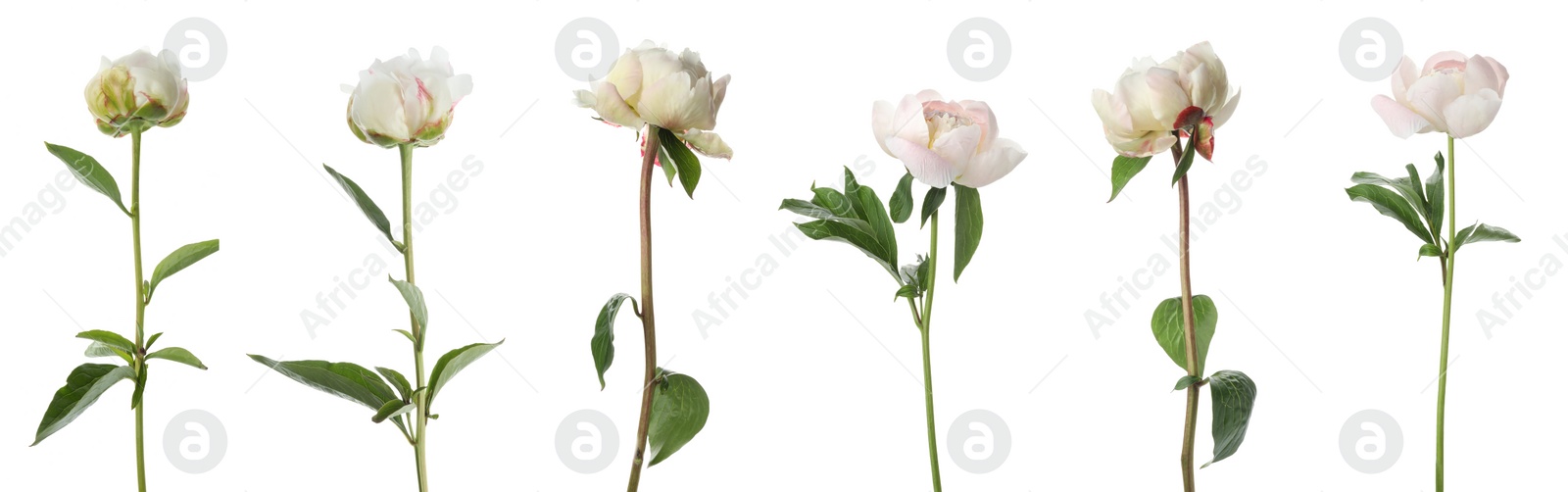 Image of Set of beautiful peony flowers on white background. Banner design