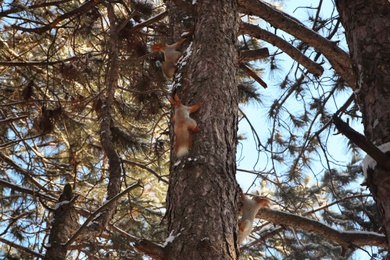 Photo of Cute squirrels on pine tree in winter forest