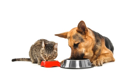 Adorable striped cat and dog eating together on white background. Animal friendship