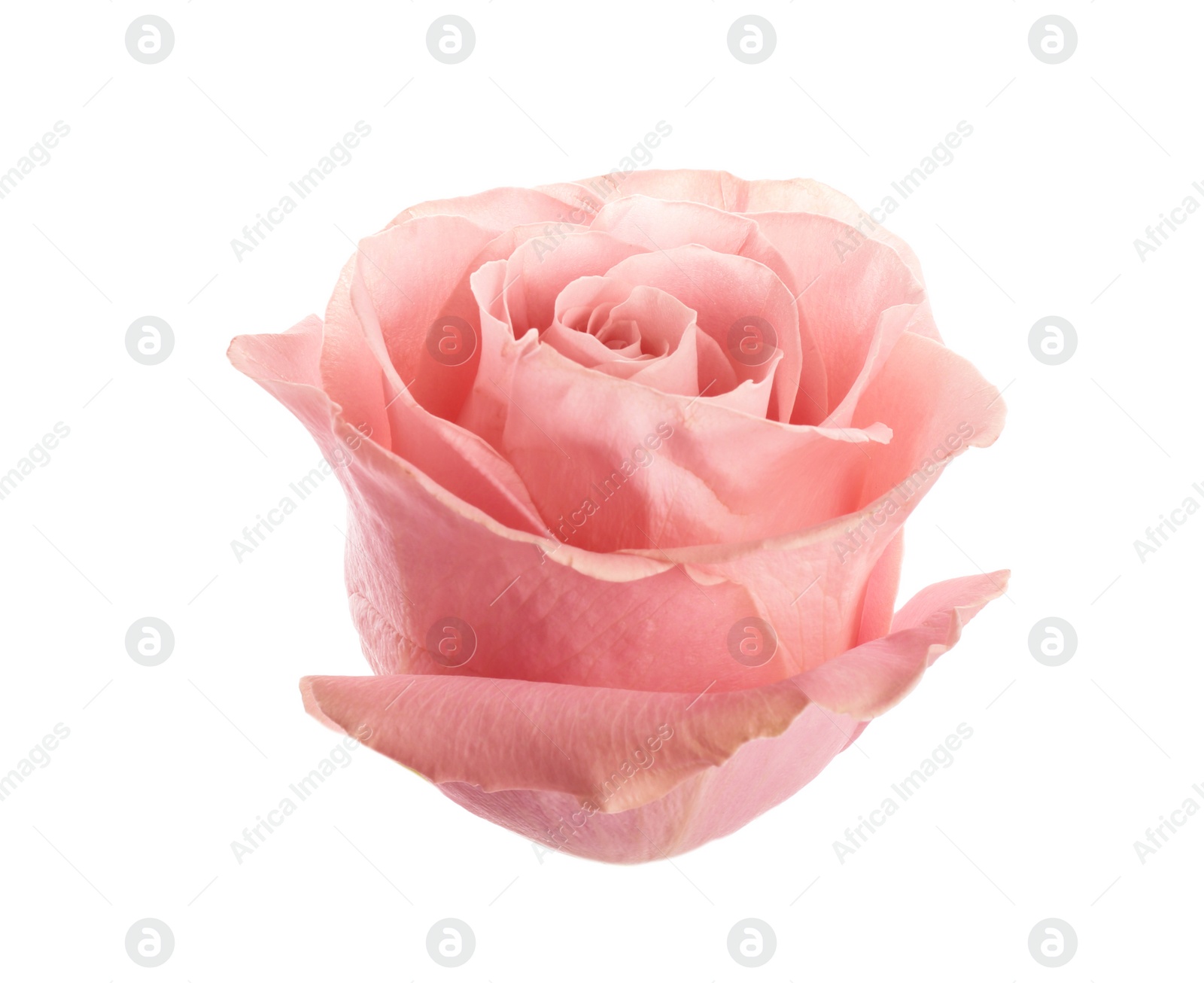 Photo of Beautiful pink rose on white background. Perfect gift