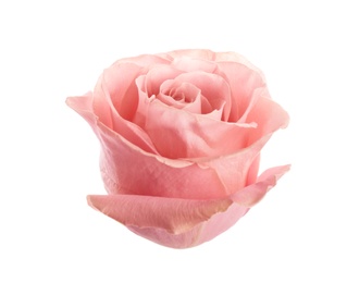 Photo of Beautiful pink rose on white background. Perfect gift