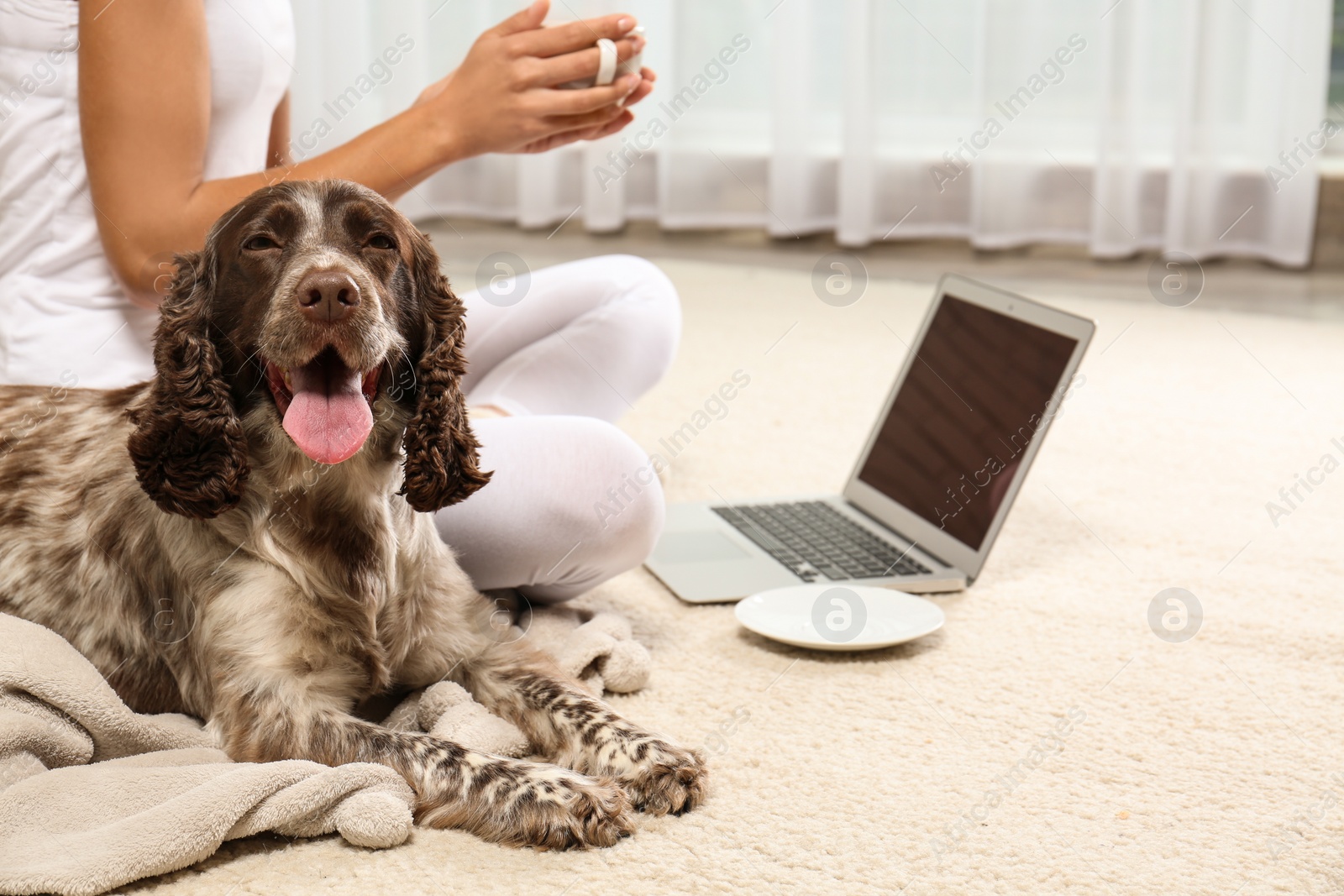 Photo of Adorable Russian Spaniel with owner on light carpet indoors, closeup view. Space for text