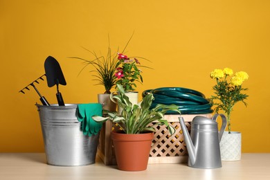 Beautiful plants and gardening tools on wooden table against orange background