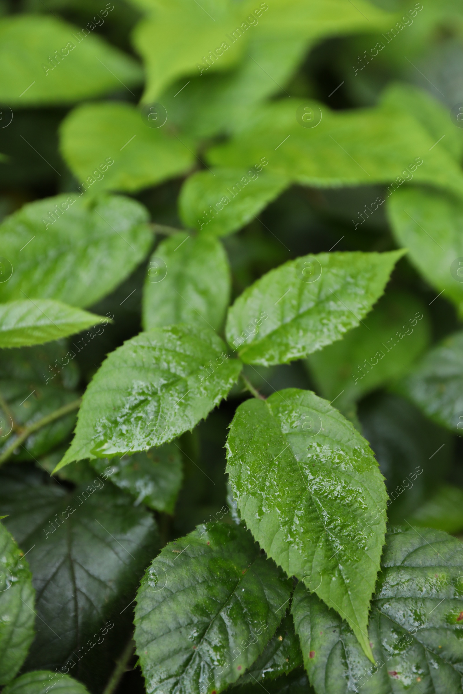 Photo of Beautiful wild plant with wet green leaves growing outdoors, closeup