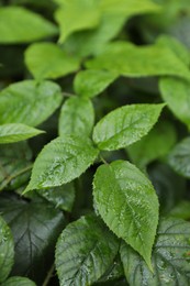 Beautiful wild plant with wet green leaves growing outdoors, closeup