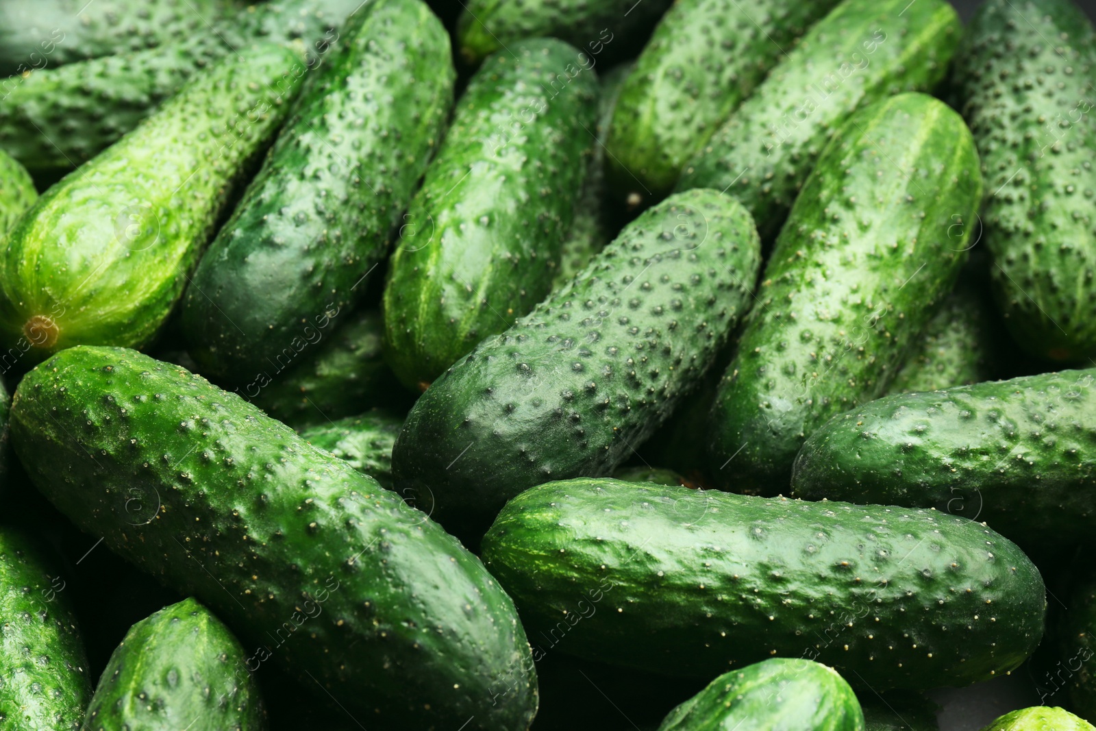 Photo of Fresh whole ripe cucumbers as background, closeup