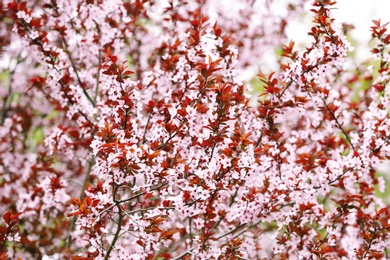 Photo of Tree with beautiful blossoms on spring day