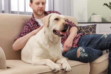 Adorable yellow labrador retriever with owner on couch indoors