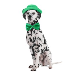 Image of St. Patrick's day celebration. Cute Dalmatian dog with leprechaun hat and green bow tie isolated on white