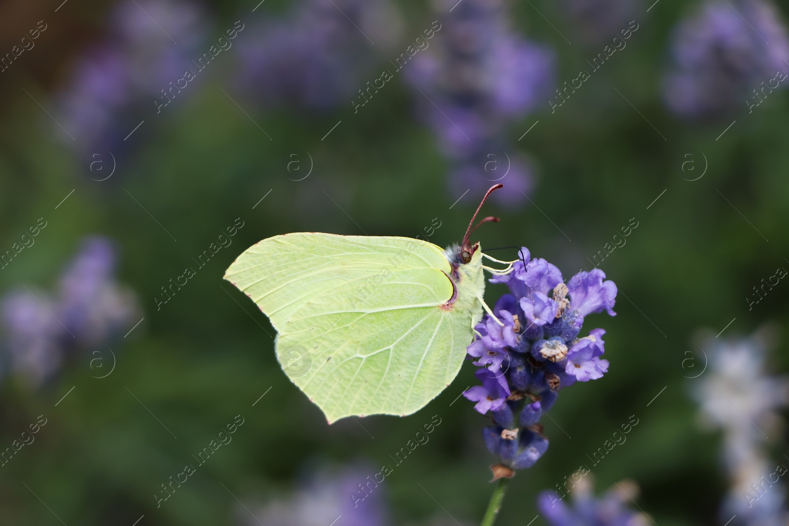 Photo of Beautiful butterfly in lavender field on summer day, closeup