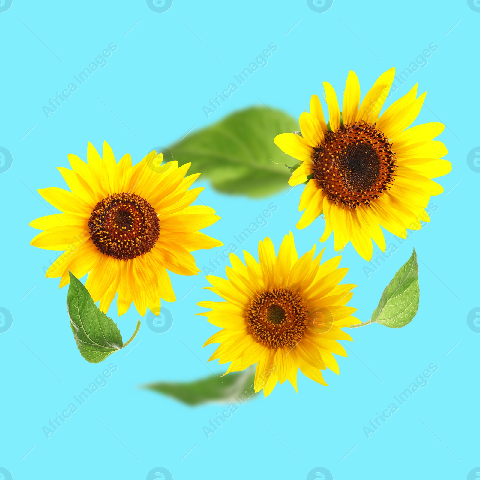 Image of Bright sunflowers in air on light blue background