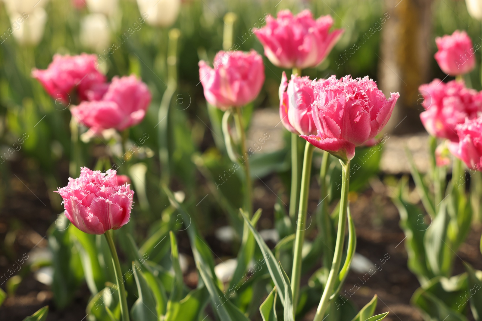 Photo of Beautiful colorful tulips growing in flower bed, closeup