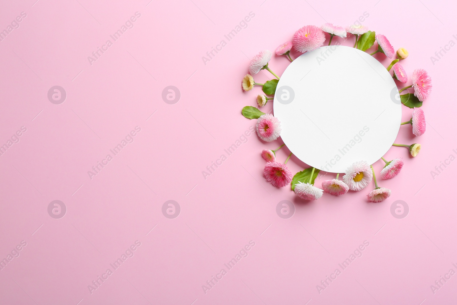 Photo of Flat lay composition with spring daisy flowers and card on color background. Space for text