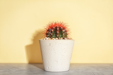 Beautiful cactus on table against color background