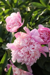 Photo of Blooming peony plant with beautiful pink flowers outdoors, closeup
