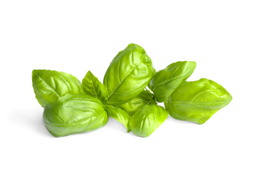 Fresh green basil leaves isolated on white