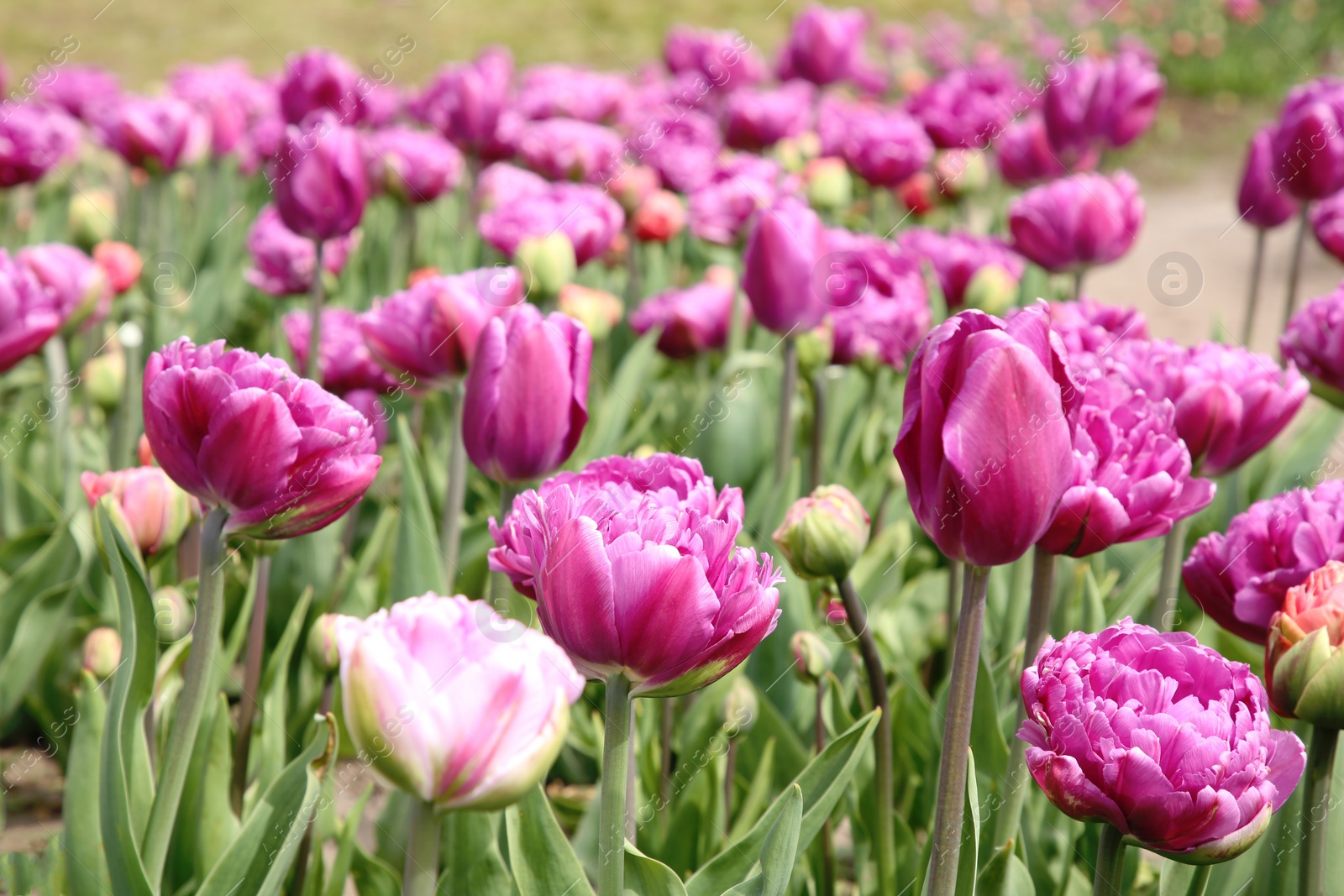 Photo of Beautiful colorful tulip flowers growing in field