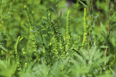 Photo of Blooming ragweed plant (Ambrosia genus) outdoors, closeup. Seasonal allergy