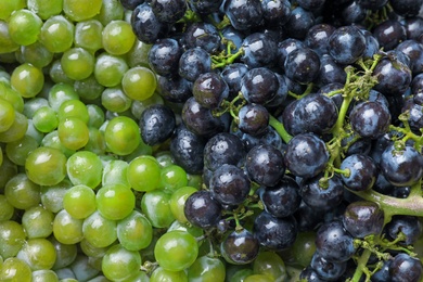 Fresh ripe juicy grapes with water drops as background, closeup