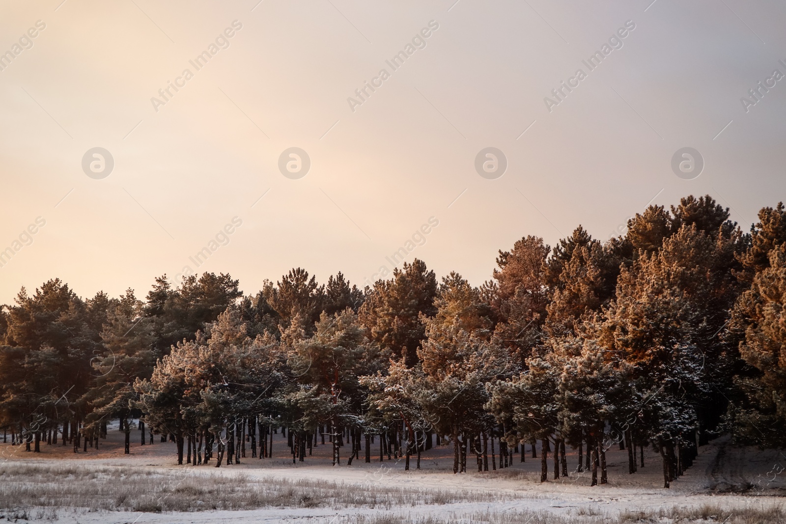 Photo of Beautiful view of snowy conifer forest on winter morning