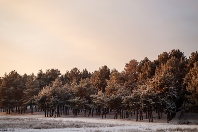 Photo of Beautiful view of snowy conifer forest on winter morning