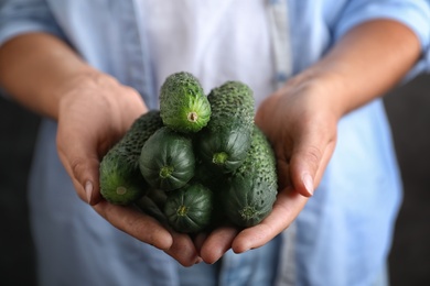 Photo of Farmer holding fresh ripe cucumbers, closeup view