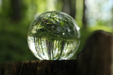 Photo of Beautiful green trees outdoors, overturned reflection. Crystal ball on stump in forest