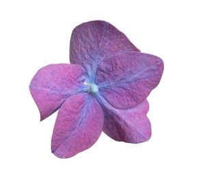 Photo of Beautiful violet hortensia plant floret isolated on white
