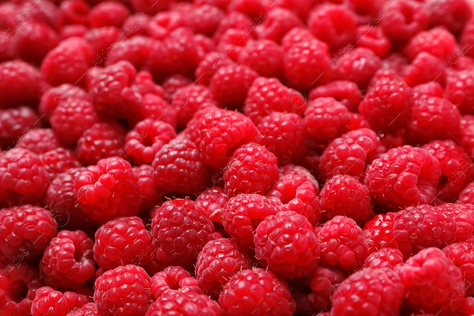 Photo of Ripe aromatic raspberries as background