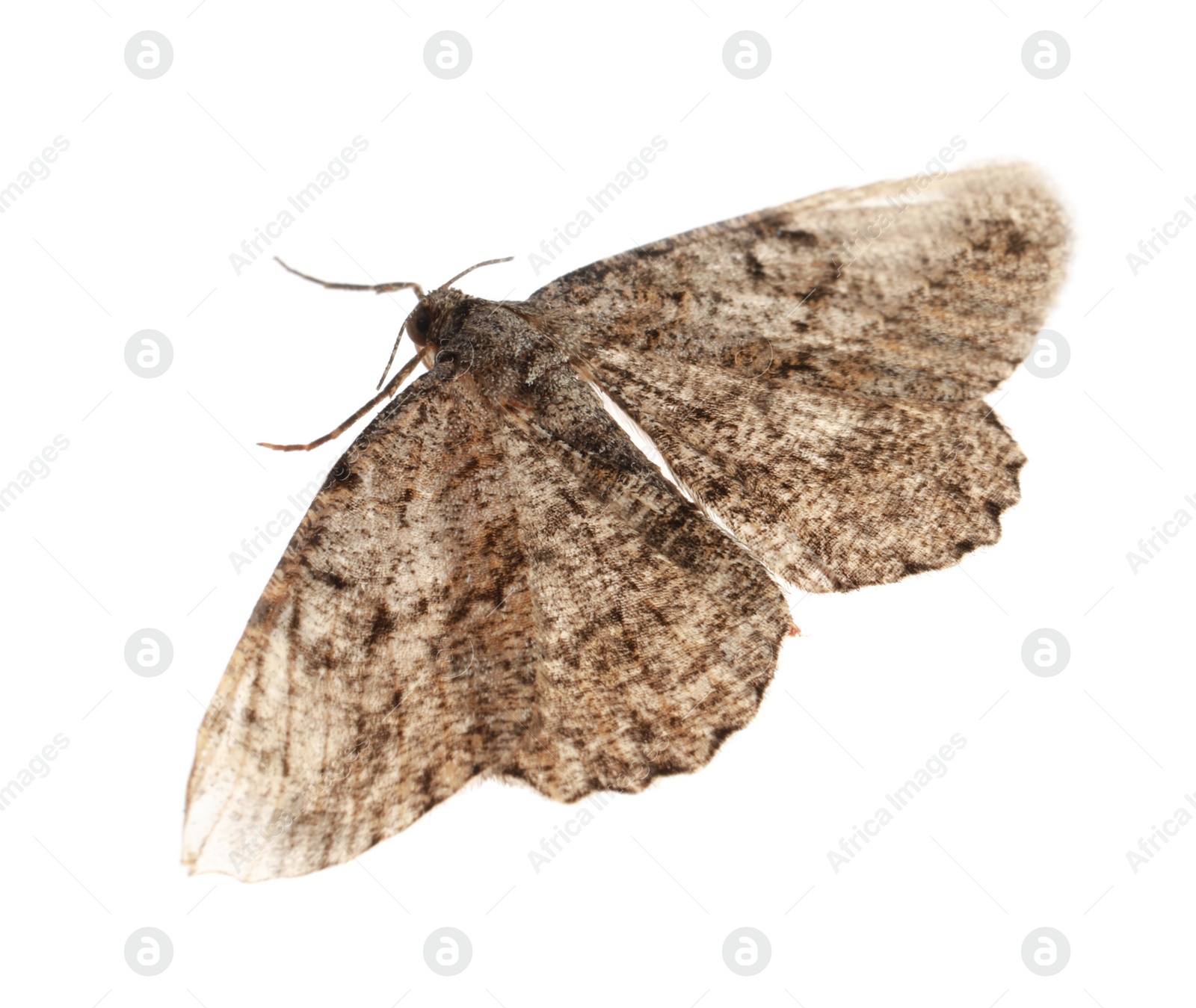 Photo of Single Alcis repandata moth isolated on white