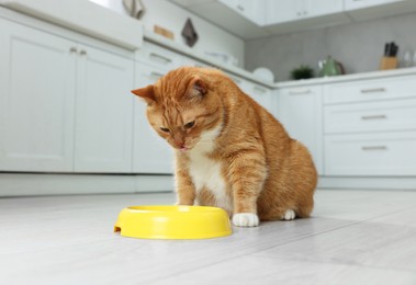 Cute ginger cat eating from feeding bowl at home