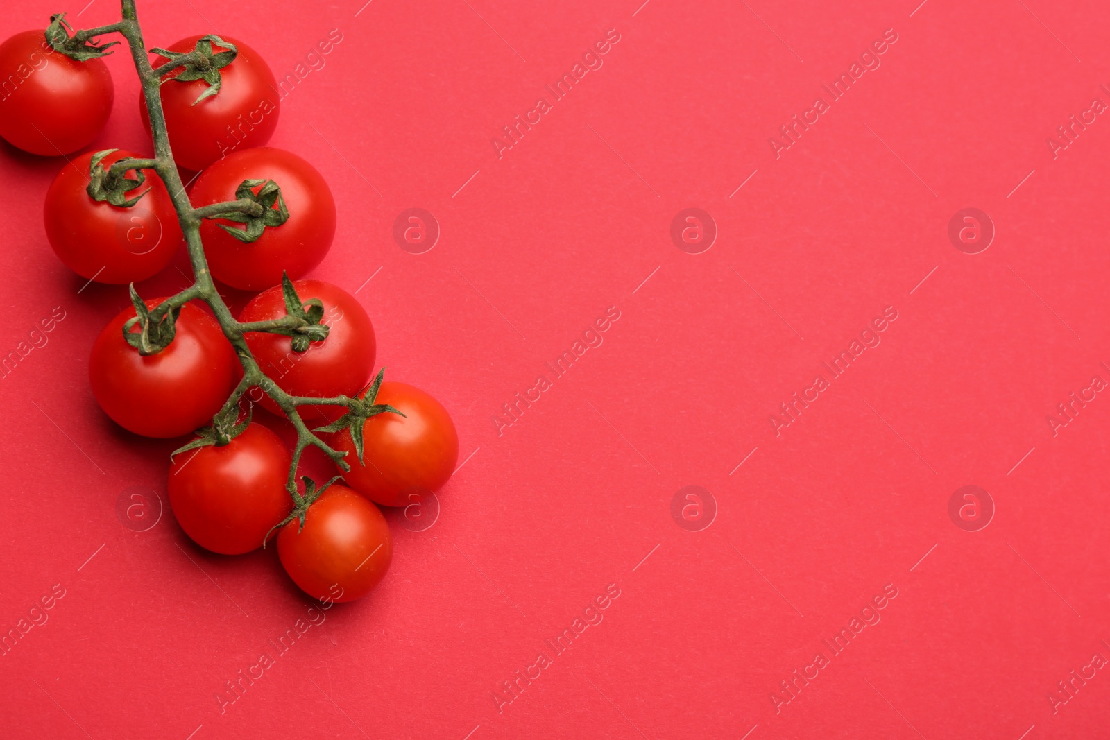 Photo of Branch with fresh cherry tomatoes on red background, top view. Space for text