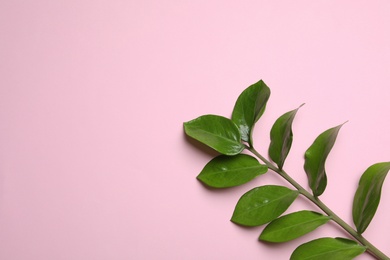 Branch of tropical zamioculcas plant with leaves on color background, top view. Space for text