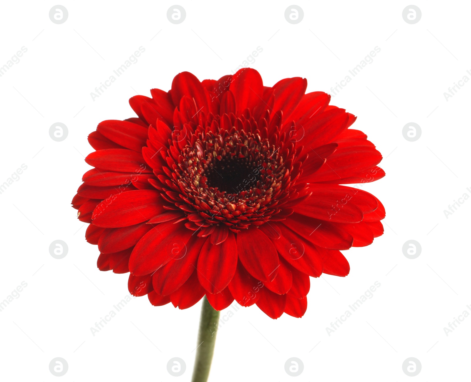 Photo of Beautiful red gerbera flower on white background