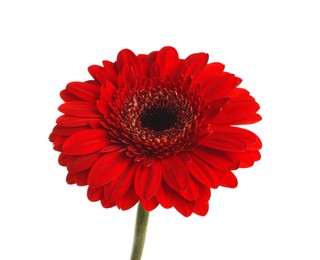 Photo of Beautiful red gerbera flower on white background