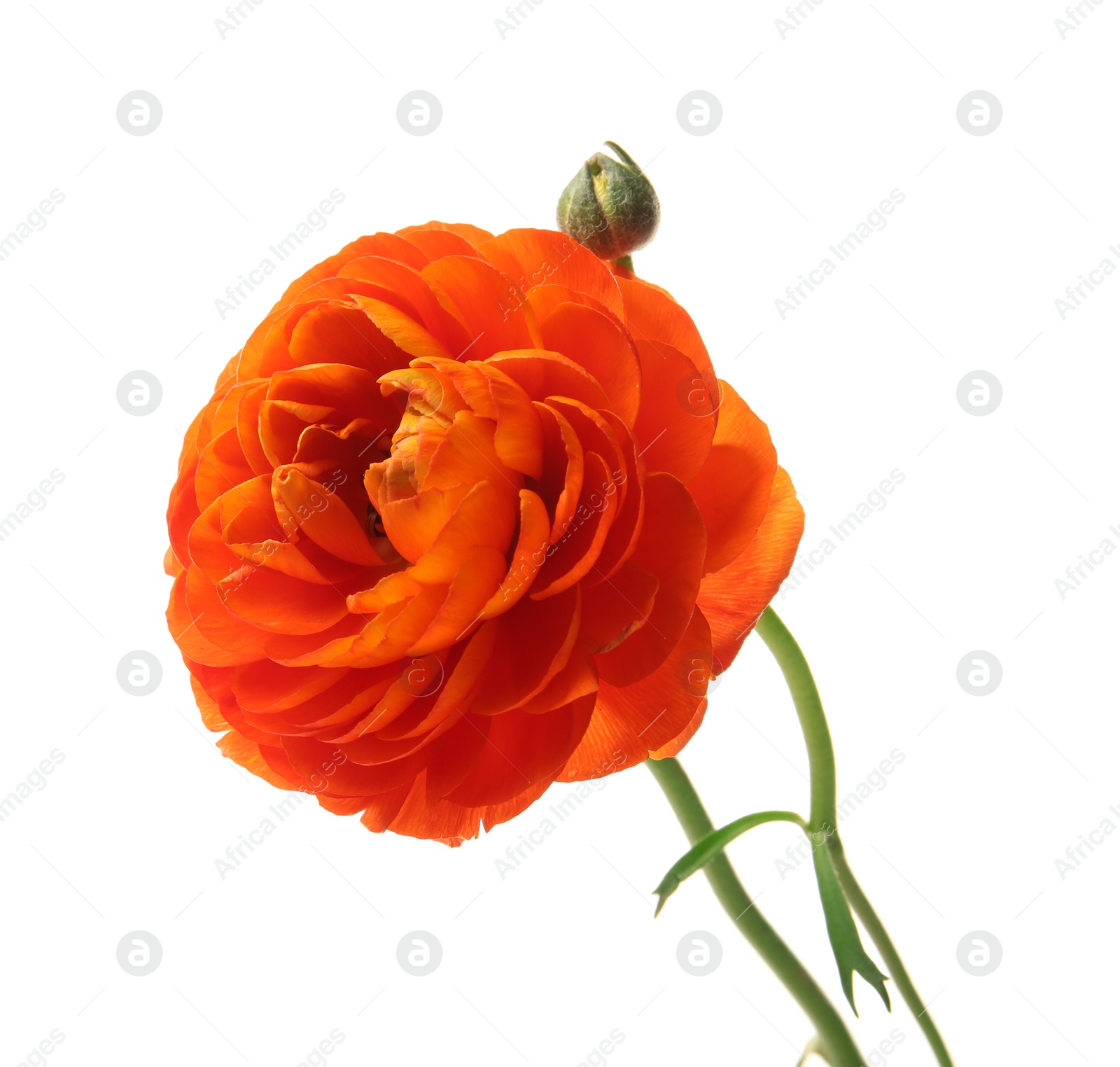 Photo of Beautiful ranunculus flower on white background