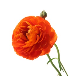 Beautiful ranunculus flower on white background