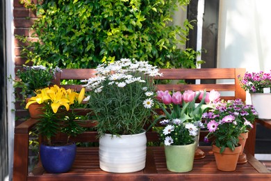 Photo of Many different beautiful blooming plants in flowerpots on wooden bench outdoors