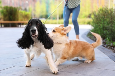 Woman walking Pembroke Welsh Corgi and English Springer Spaniel dogs outdoors