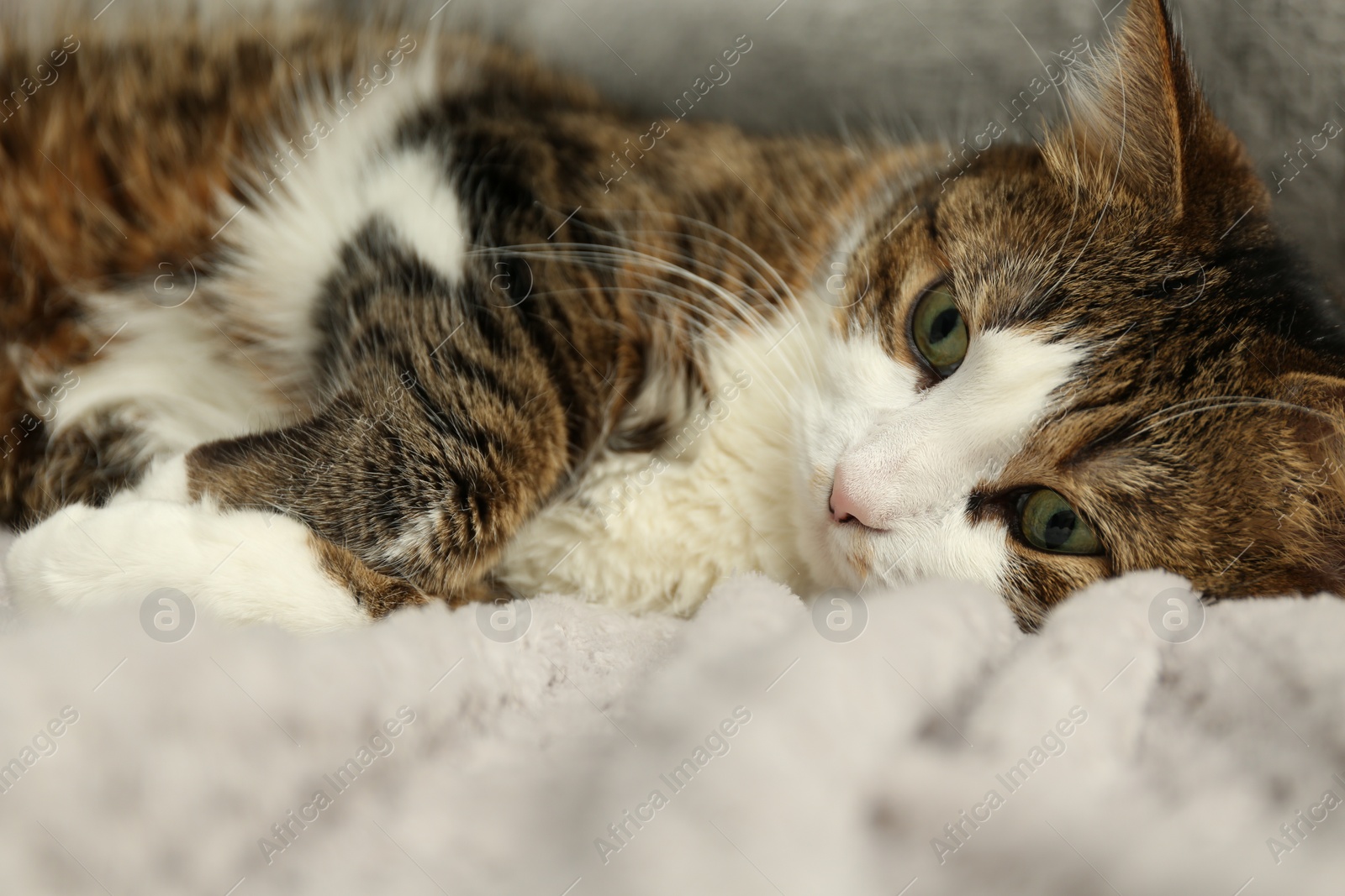 Photo of Cute pet. Cat with green eyes lying on soft blanket at home