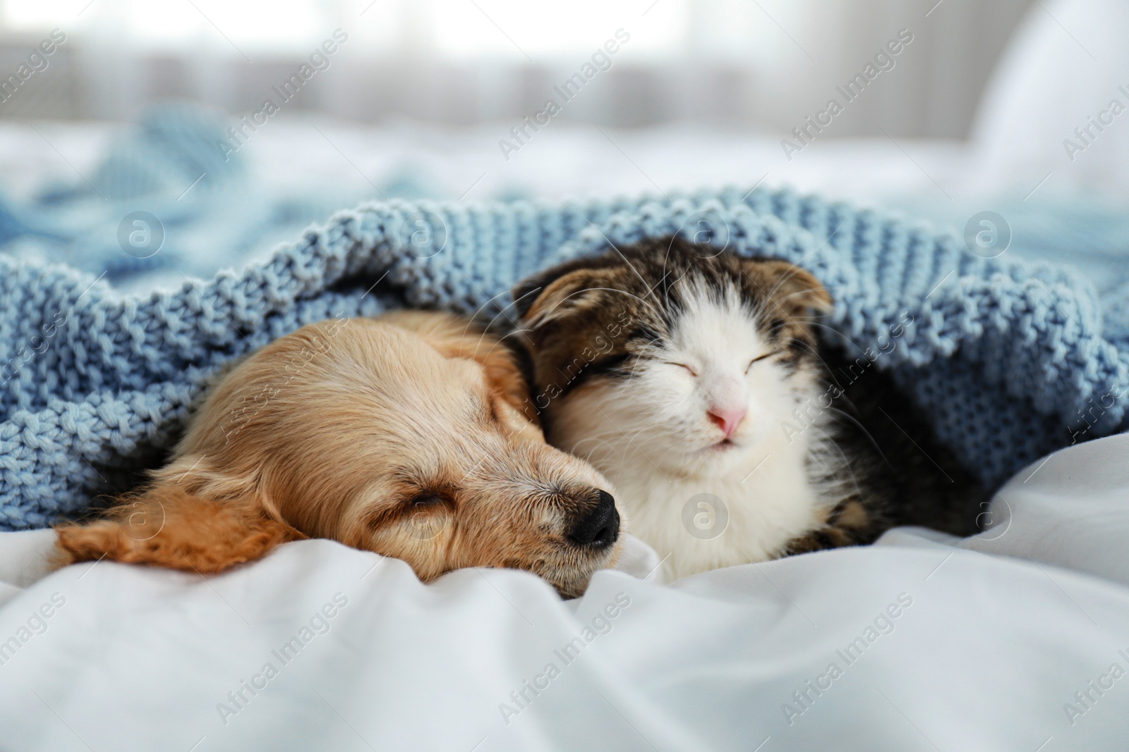 Photo of Adorable little kitten and puppy sleeping on bed indoors