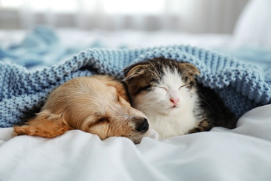 Adorable little kitten and puppy sleeping on bed indoors