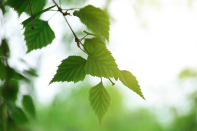 Photo of Closeup view of birch with fresh young green leaves outdoors on spring day