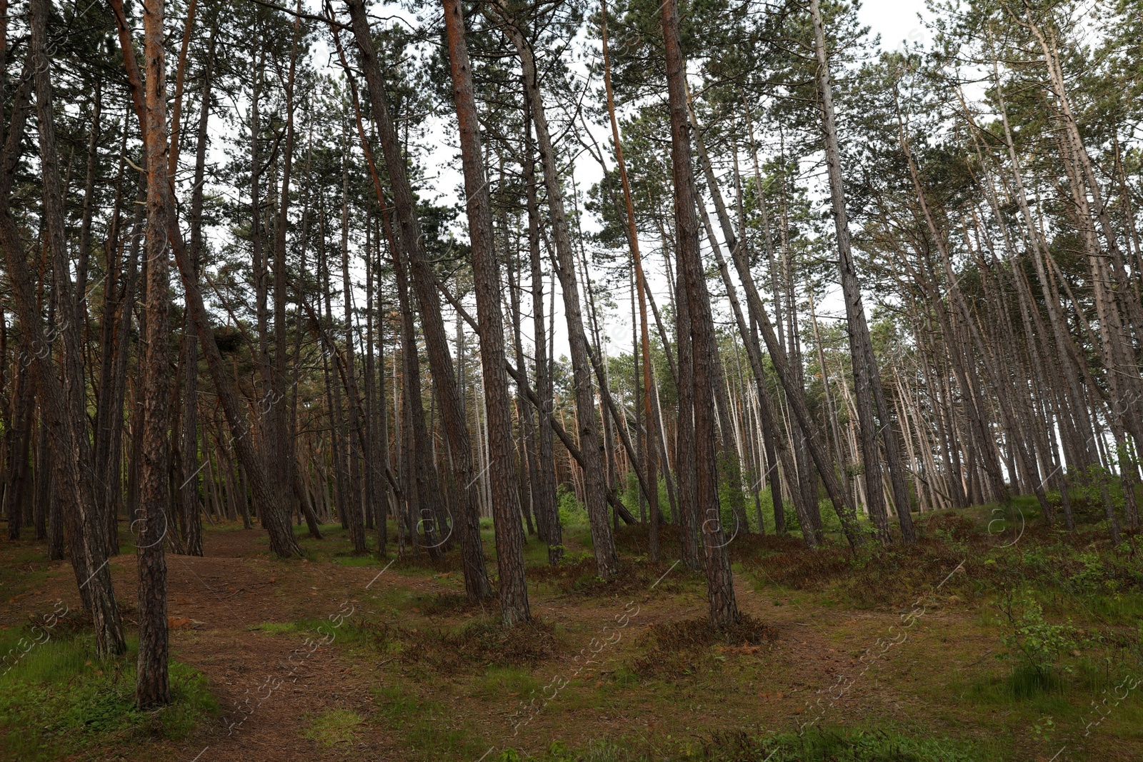 Photo of Beautiful view of conifer forest on spring day