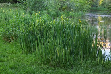 Photo of View of green reeds growing near channel outdoors