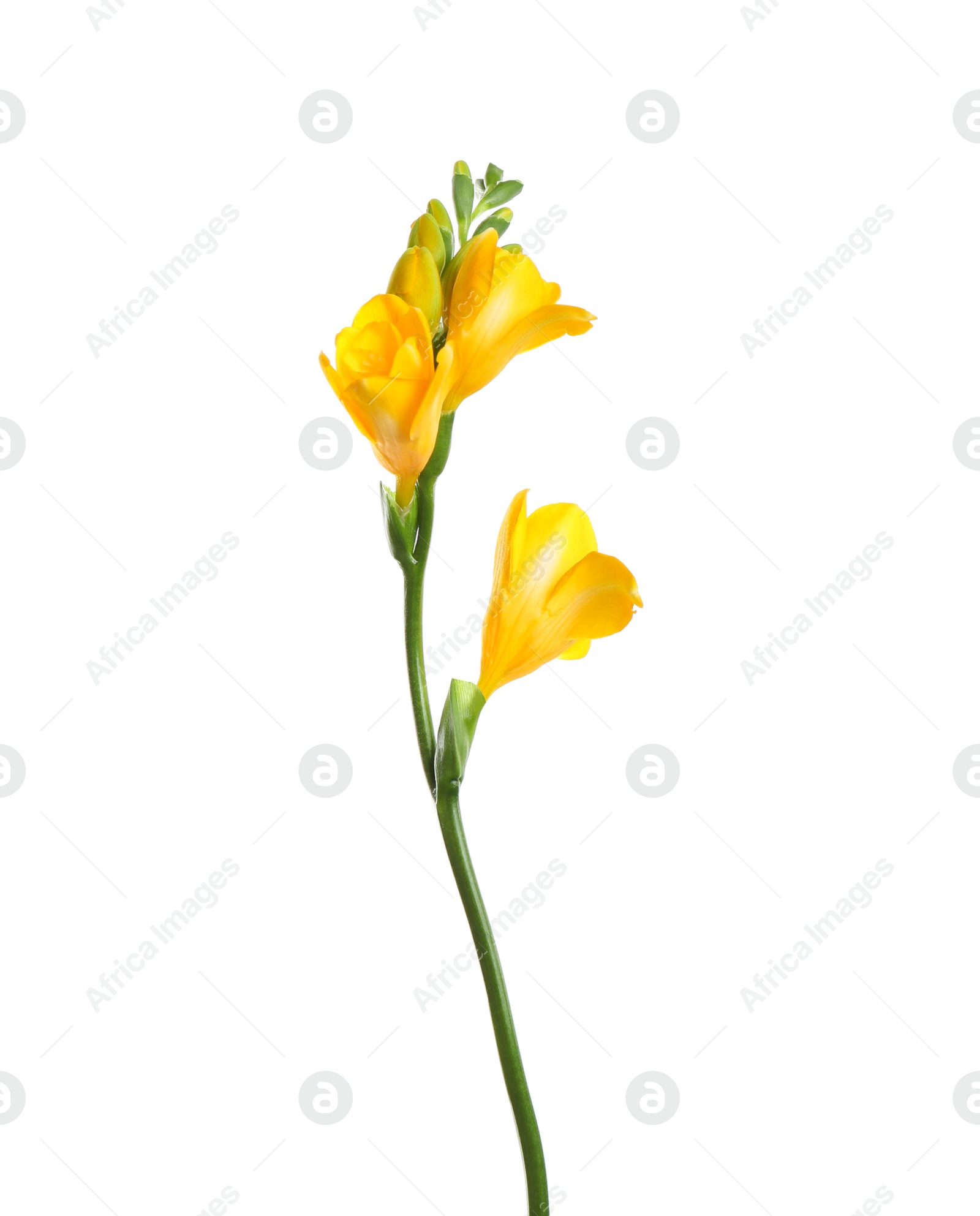 Photo of Beautiful yellow freesia flower isolated on white