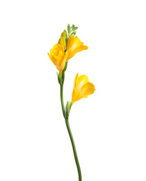 Photo of Beautiful yellow freesia flower isolated on white