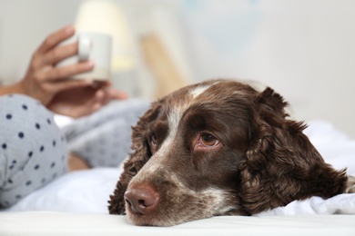 Photo of Adorable Russian Spaniel with owner on bed, closeup view