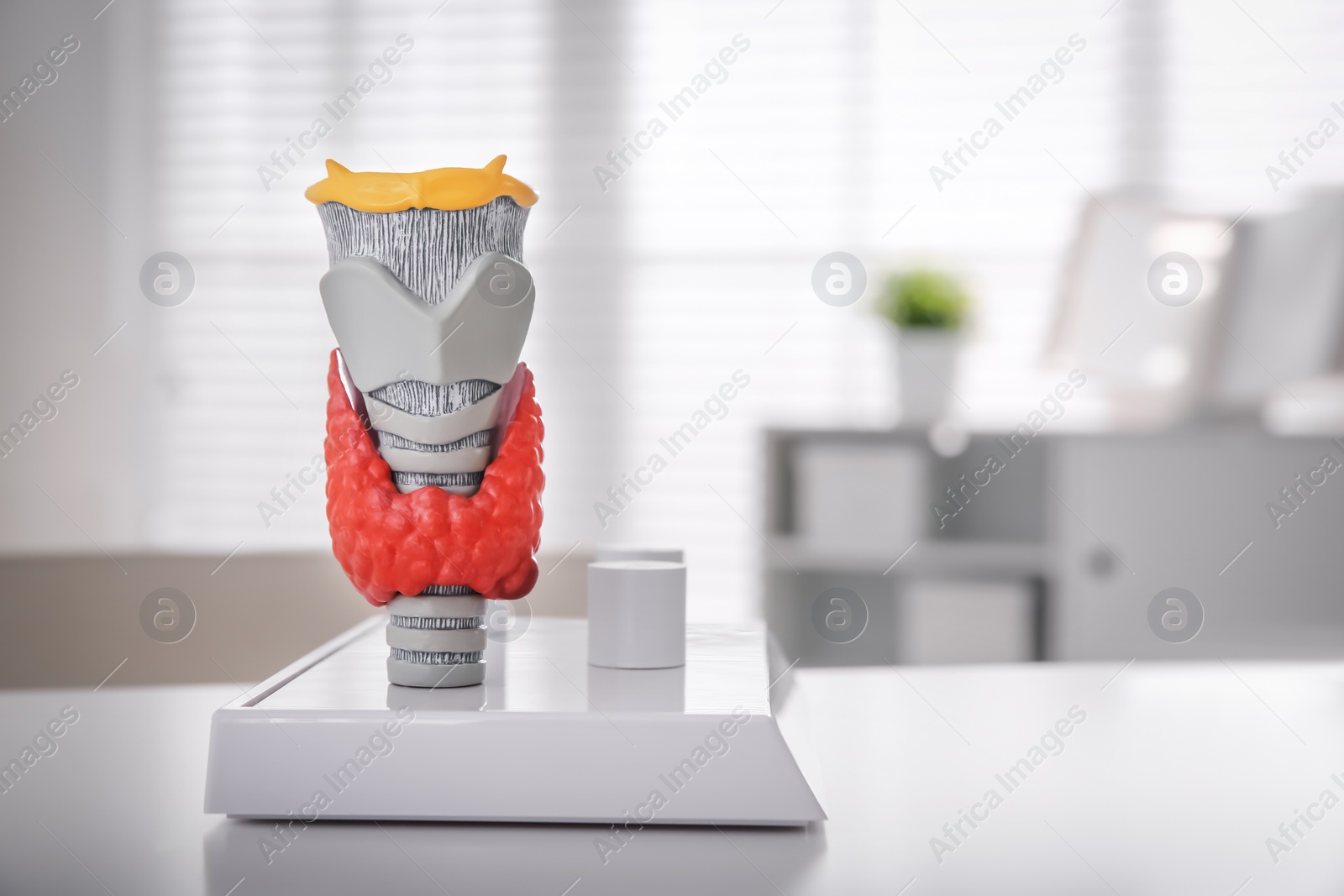 Photo of Thyroid gland model on white table in hospital, space for text